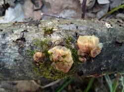 IMG_20260503_132513_gcam_3.2.thumb.jpg.9255c5f469fa38e289c771f77ac662e4.jpg