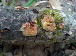 IMG_20260503_132621_gcam_3.2.thumb.jpg.cdc9c8052fd2beda6c9c51f8c4b06bb3.jpg
