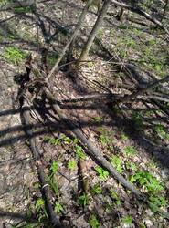 IMG_20260503_132709_gcam_3.2.thumb.jpg.09996533ec6218416573549c30c1454b.jpg