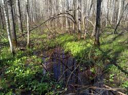 IMG_20260503_134724_gcam_3.2.thumb.jpg.8500ea004cb7f696e3fd44d708d43bd9.jpg