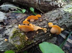 IMG_20260503_141143_gcam_3.2.thumb.jpg.6ea0efab5a6ef6df793a50a3e3bddf20.jpg