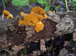 IMG_20260503_141404_gcam_3.2.thumb.jpg.3b2d1c2f7b1ec7f95a73dc846f67ef4e.jpg