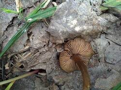 IMG_20260503_142031_gcam_3.2.thumb.jpg.da294fdce0f7b285daef640f2003af73.jpg