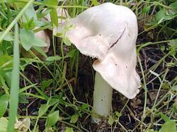 IMG_20260503_161350_976.thumb.jpg.64d63a5b14239308a28a80ca59707f6f.jpg