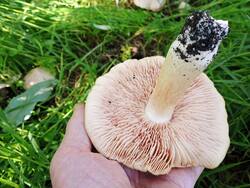 IMG_20260503_161915_443.thumb.jpg.10c738f868b9d593a190599ba32e35eb.jpg
