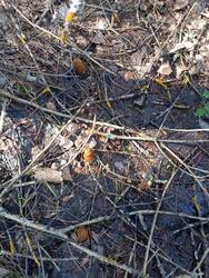 IMG_20260504_083142.jpg
