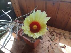 IMG_20260504_134511.thumb.jpg.119faff286ae515d11d2e4d588d40ccc.jpg
