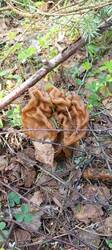 IMG_20260507_133214_461.thumb.jpg.53dbb84573de23ff68a77dace87b1cff.jpg