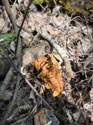 IMG_20260507_135418.thumb.jpg.873c3415c57fabc9922bda4d43c5beb2.jpg