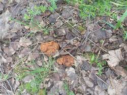 IMG_20260508_073003.thumb.jpg.f548688f9199d4a054f6572610e7b2fc.jpg