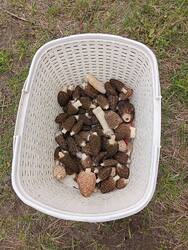 IMG_20260509_085149.jpg