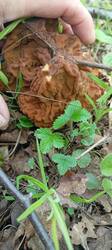 IMG_20260509_120441.thumb.jpg.a64db51b7365298b49ae0cde3258ca0d.jpg