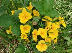 IMG_20260509_154145.thumb.jpg.35455fac0f043dd269f944fae4852e1a.jpg