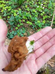 IMG_20260510_130247.jpg