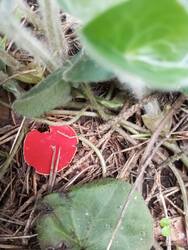 IMG_20260510_132753.jpg