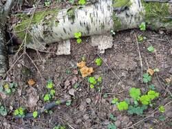 IMG_20260510_172406.jpg
