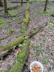 IMG_20260512_160338.jpg