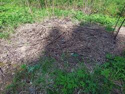IMG_20260513_142913.thumb.jpg.d8e8c7f73f915d958c23c5035efac448.jpg