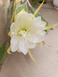 IMG_20260515_072717.thumb.jpg.7bd87d7ff3f806c076ebb375e40df8aa.jpg