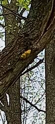 IMG_20260515_160321_082.thumb.jpg.520860cf566aba0749ae0a6aef5575d4.jpg