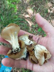 IMG_20260516_113824.jpg