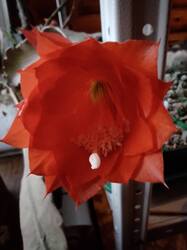 IMG_20260516_203659.thumb.jpg.5747dd73ad262ce36e92826db1ee8657.jpg