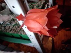 IMG_20260516_203725.thumb.jpg.603ce1607f9ca1db6d2c4404bbc67f98.jpg