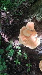 IMG_20260518_152233.jpg