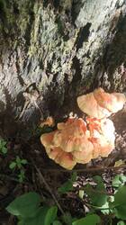 IMG_20260518_152235.jpg