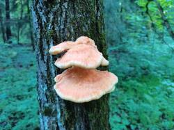 IMG_20260519_063745_1.thumb.jpg.ad670cf0e1604c4abc893f8152ccdbae.jpg