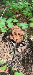 IMG_20260520_101612_087.thumb.jpg.9384b283ffcea261f2a1c9ec3a8d490d.jpg