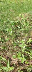 IMG_20260520_104115_188.thumb.jpg.000c76d5fd2b22dcf2f3f9fec72a216e.jpg