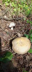 IMG_20260520_120401_543.thumb.jpg.1b6a204279f483f2e43085cda1495c9a.jpg