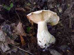 IMG_20260520_164800_gcam_3.2.thumb.jpg.78ff32a15534fba44d3c592e3847e29b.jpg