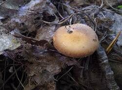 IMG_20260520_173409_gcam_3.2.thumb.jpg.6f2e298420f3b5330cbf92f9fff143f0.jpg