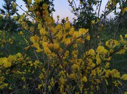 IMG_20260520_195635_gcam_3.2.thumb.jpg.88ec0d854dd68756a579d0176e86e4a1.jpg