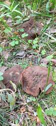 IMG_20260521_084804_310.thumb.jpg.f48298d1ab7b132234da263fddb231b9.jpg