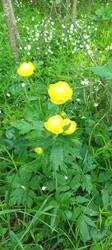 IMG_20260521_092252_201.thumb.jpg.e6a00f676cfcecc008f97c4d562f9b7d.jpg