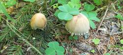 IMG_20260521_092651_808.thumb.jpg.c8348280e52f8b36d4d6505b6b4c4255.jpg