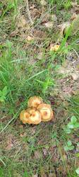 IMG_20260521_104257_847.thumb.jpg.0c5cb280686e479a1850385808dffbbc.jpg