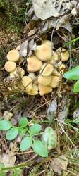 IMG_20260521_104310_836.thumb.jpg.e4ce05406cb386a1dd8caecb97ae9269.jpg