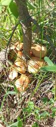 IMG_20260521_110839_093.thumb.jpg.c40df9c1909b0e8bc0afc86a80f7e060.jpg