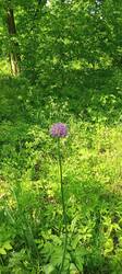 IMG_20260521_145728_820.thumb.jpg.3543d8b7b7bbe075562daf51c547d8d0.jpg