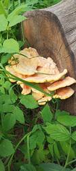 IMG_20260521_151409_358.thumb.jpg.92c4eefc7060c1a2dea75640f13bec19.jpg