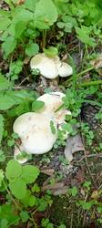 IMG_20260521_153635_915.thumb.jpg.ee3cec8b0147f4c7fa9a89c6a43b4793.jpg