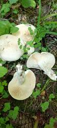 IMG_20260521_153651_117.thumb.jpg.33667d80bf824631ef3ade39dfc70c1a.jpg