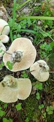 IMG_20260521_153714_476.thumb.jpg.ef858caa5842b6e888883ba6cf8e409d.jpg