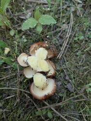 IMG_20260521_171632_314.thumb.jpg.b6498e4aaa8352957865c6b4f0ccdffc.jpg