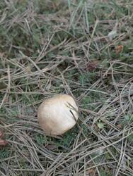 IMG_20260521_171925_497.thumb.jpg.a71de35c9b2bc3d61a8803cd78898e99.jpg