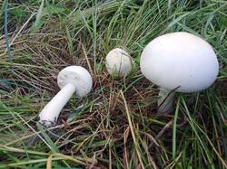 IMG_20260522_062420.thumb.jpg.f13eae71fe540274bc8c6e23defc08cd.jpg